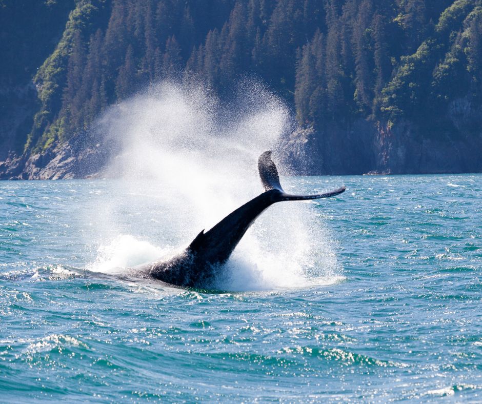 ballena saltando en Seward Alaska durante Cruceros Interline