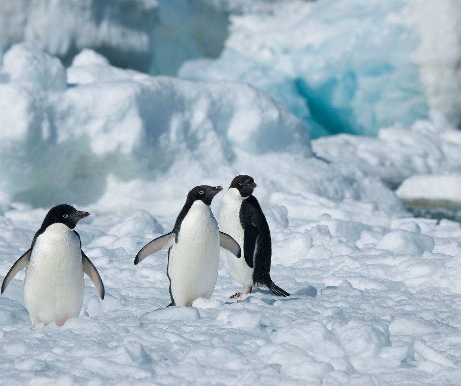 pingüinos en la Antártida observados desde Cruceros Interline
